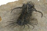 Alien-Looking Quadrops Trilobite - Spectacular Preparation #312727-7